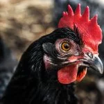 10 Types of Black Chicken Breeds