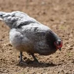 All 9 Gray Chicken Breeds (And Choosing the Right One)