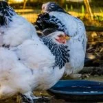 The 5 Best Chicken Waterers: The Complete Guide