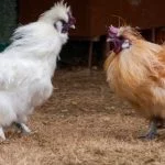 The 9 Rarest Chicken Breeds In The World