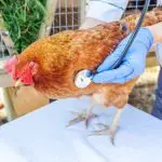 11 Common Chicken Diseases To Be Aware Of