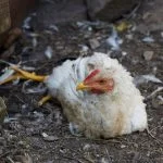 Marek’S Disease in Chickens: Symptoms, Prevention, And Treatment