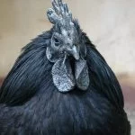 Ayam Cemani Chickens: The Ultimate Breed Guide