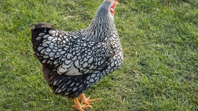 The Complete Silver Laced Wyandotte Care Guide