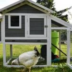 How Much Does It Cost To Keep Chickens The Complete Guide