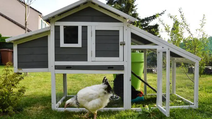 How Much Does It Cost To Keep Chickens The Complete Guide