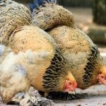 All 14 Fluffy Chicken Breeds: Ranked By Softest