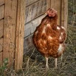 Why Is My Chicken Losing Feathers? (13 Common Reasons & Fixes)