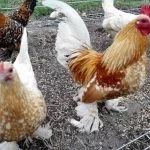 Bantam Chickens: The Definitive Guide