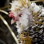 Frizzle Chicken Breed Guide