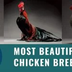 12 Most Expensive Chicken Breeds