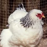 Columbian Wyandotte Chicken: Appearance, Personality, And Care