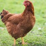 Rhode Island Red: All You Need To Know