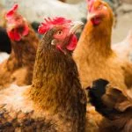15 Most Common Ways To Accidentally Kill Your Chickens