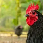 Australorp: Egg Laying, Colors, Characteristics And More