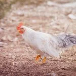 Keeping Bantam Chickens: Everything You Need to Know