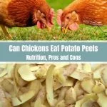 Can Chickens Eat Raw Potato Peelings
