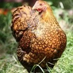 Wyandotte Chicken: Care Guide, Color Varieties And More