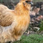 Complete Silkie Chicken Guide: Eggs, Colors And More