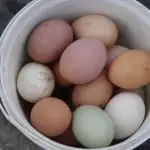 18 Popular Types of Chickens That Lay Colored Eggs