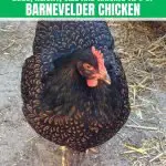 Barnevelder Chicken: Appearance, Eggs, And Care Guide