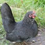 12 Small Chicken Breeds (Breed Guide + Pictures)