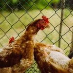7 Reasons Why Chickens Lose Feathers And How To Cure It