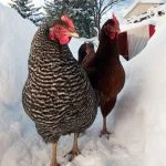 Can Chickens Survive In Freezing Temperatures