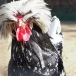 All 12 Black And White Chicken Breeds (And Choosing the Right One)