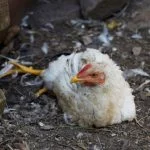 Chicken Mite Treatment Options And Natural Prevention
