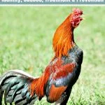 Why Is Your Chicken Sneezing? Causes, Treatment, And Prevention