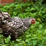 Wyandotte Chicken Breed Guide: Everything You Should Know