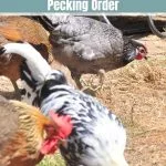 The Definitive Guide To The Pecking Order