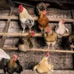 12 Reasons You Should Not Get Backyard Chickens