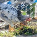 Cream Legbar Chicken: Care, Egg Production, And History