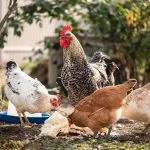 Chicken Wormers: Best Types & How to Use Them