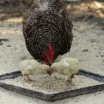 Feeding Baby Chicks: Complete How-To Guide