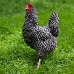 Barred Rock Chicken: Appearance, Egg Production, And Care