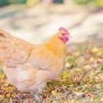 Orpington Chicken All You Need To Know: Color Varieties And More