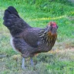 Araucana Chicken Care Guide: Eggs, Color And More