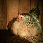 Egg Bound Chicken: How to Identify And Treat It (Tips)