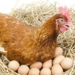 Complete Guide To Egg Bound Chickens (Symptoms, Treatment And More)