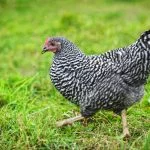 Plymouth Rock Chicken Breed Guide