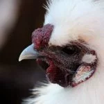 Silkie Chicken Breed Guide: Care, Background, And How-To Guide