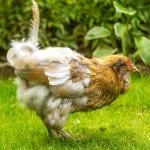 Chicken Molting: When, How Long, Care Guide And More