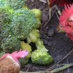 Can Chickens Eat Broccoli