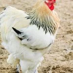 17+ Best Chicken Breeds For Beginners
