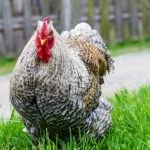 The Complete History Of Chickens: From Jungles To Backyards