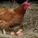 How to Get Your Chickens to Lay Eggs
