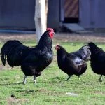 Australorp Chicken Breed Guide